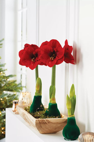 Easy Care Waxed Amaryllis with Velvet Finish