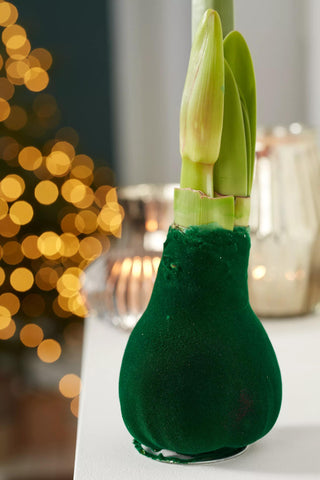 Easy Care Waxed Amaryllis with Velvet Finish