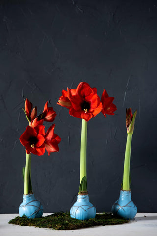  || https://assets.gardeners.com/transform/08922e0f-306f-40af-ab45-60c73cfd28b2/8599357_0003