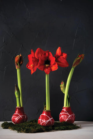 Easy Care Waxed Amaryllis Art Mix