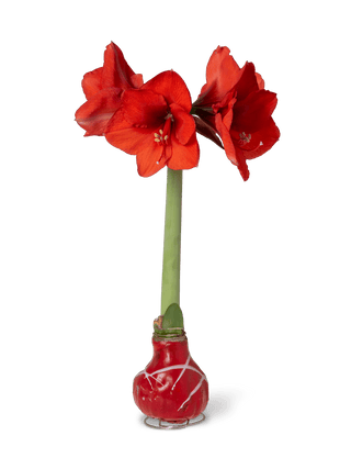 Easy Care Waxed Amaryllis Art Mix