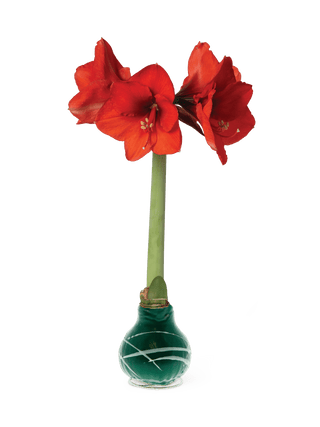 Easy Care Waxed Amaryllis Art Mix