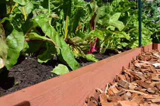  || https://assets.gardeners.com/transform/856304d4-83c8-413f-8db2-a04c2e851323/8599408_02V-tif
