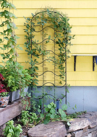  || https://assets.gardeners.com/transform/29195415-05bd-42f4-b1c3-61b2b08fcdeb/8599491_01V-tif