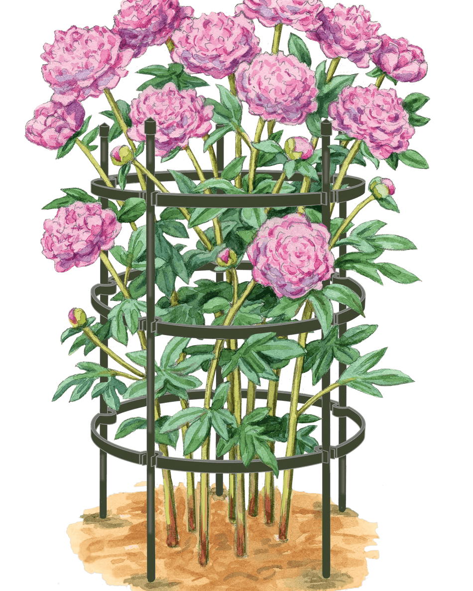 Titan Large Peony Rings Set of 2 | Gardener's Supply