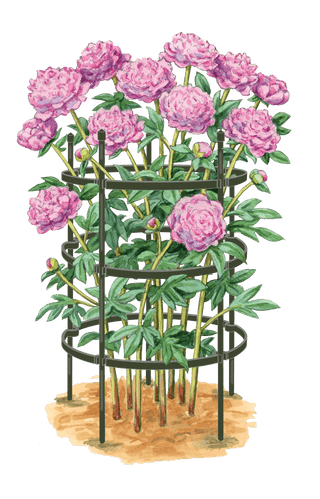  || https://assets.gardeners.com/transform/ec8c451b-965c-44f3-b9ef-a0a2d8b0c0ff/8599857_0001_art-tif