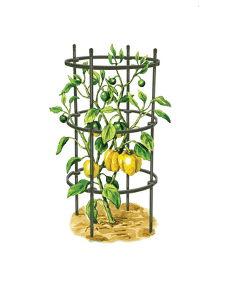  || https://assets.gardeners.com/transform/d6f03494-333b-45b6-b2d7-fa7068afb972/8599859_0001_art-tif