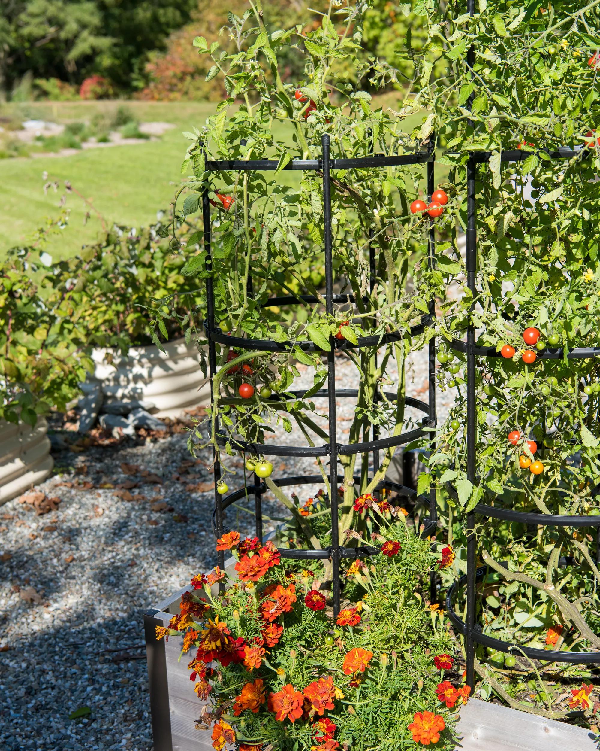 cages for tomato plants in pots Titan Tomato Cages, Set of 3