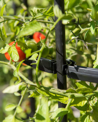  || https://assets.gardeners.com/transform/a12cf9b3-442a-4db3-a2cd-5eed0e2408cf/8599861_0079-tif