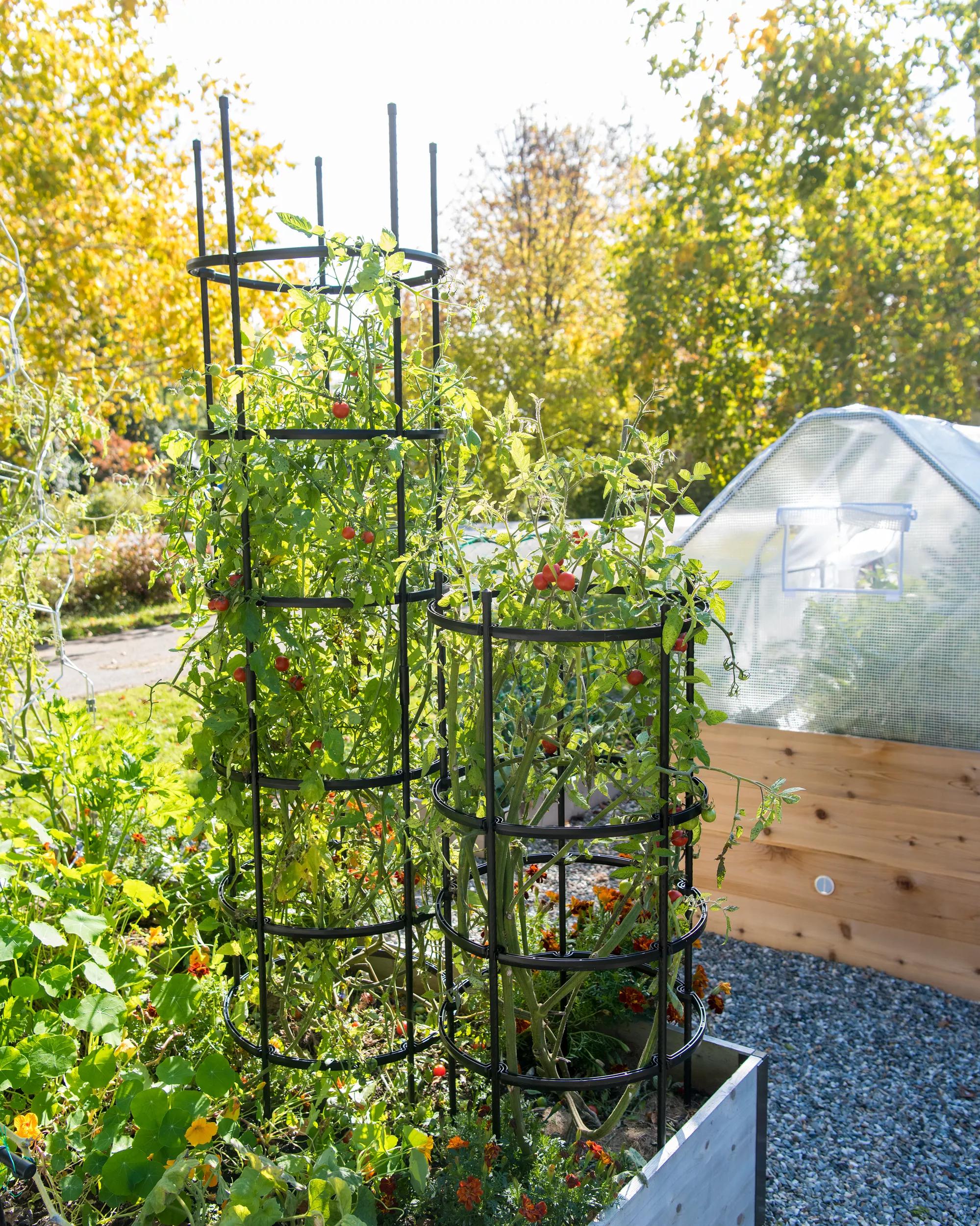 tomato plant pot with cage Titan™ Tomato Cages, Set of 3