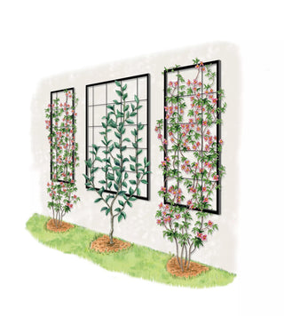  || https://assets.gardeners.com/transform/f5656c65-5803-4816-ab9c-85529683cf61/8600049-50_0001_art-tif