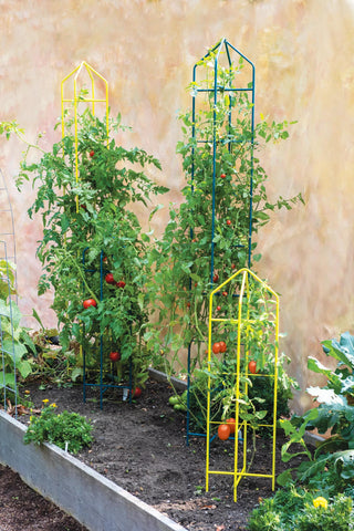  || https://assets.gardeners.com/transform/2936ff84-12c8-4249-ac2f-d2ed83a91e26/8600072_1132-tif