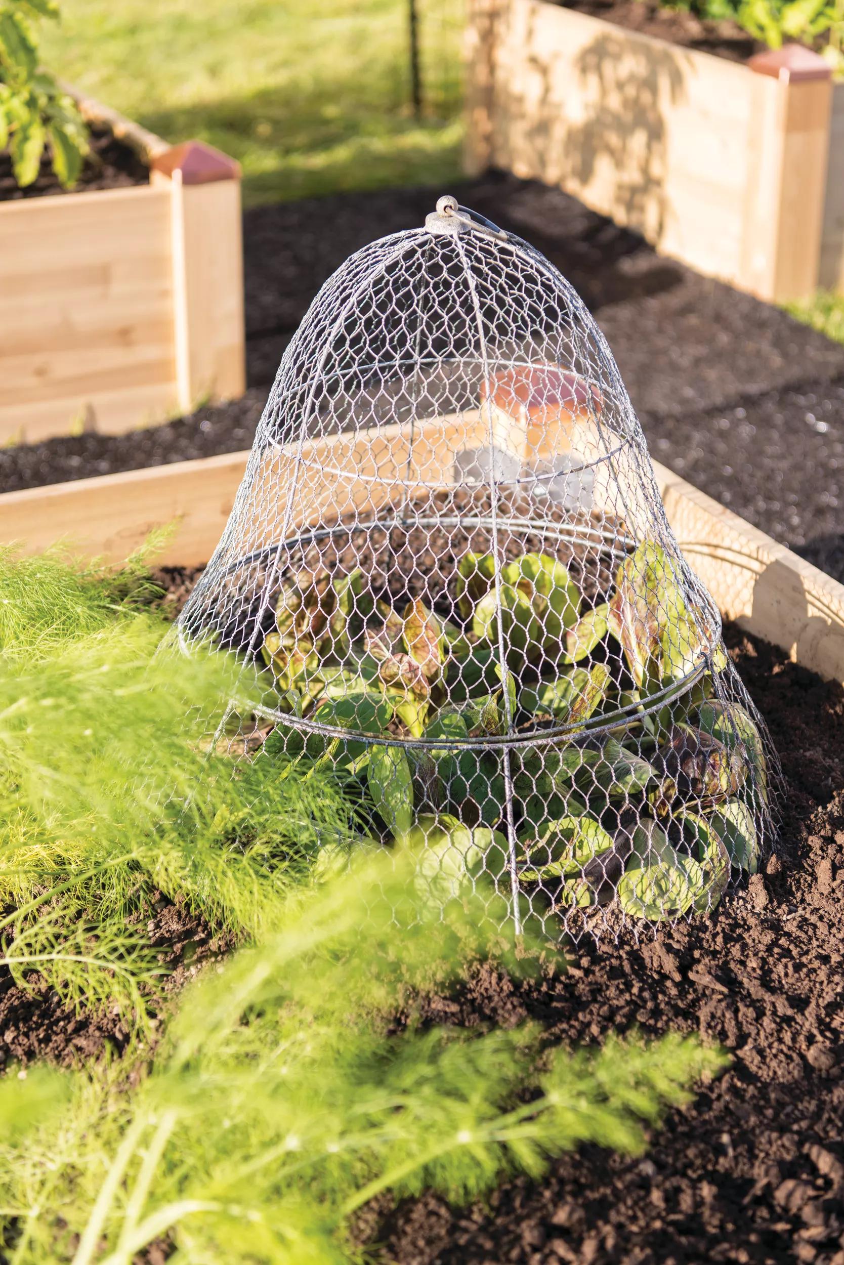 plant pot cloches Chicken Wire Cloche with Extension