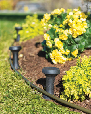  || https://assets.gardeners.com/transform/df5be9fd-d160-49c4-aa38-45d47a6ee291/8600232_446-tif