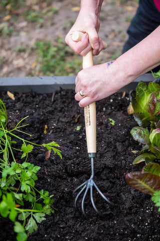  || https://assets.gardeners.com/transform/df969044-d3f0-4a1b-809d-319533688b6c/8600306_3083-tif