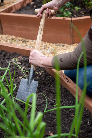  || https://assets.gardeners.com/transform/5d66d449-41be-4a21-b6a0-98dd0e6afbc6/8600310_3305-tif