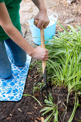  || https://assets.gardeners.com/transform/5e9cec91-c1de-465f-ad49-6740835dcc88/8600311_3426-tif