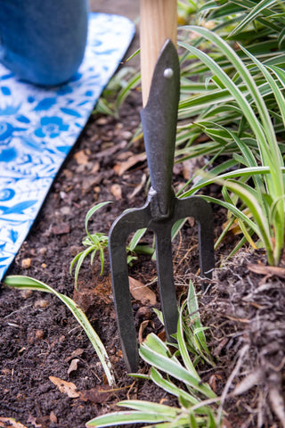  || https://assets.gardeners.com/transform/15af200a-28da-4a2c-861e-3b1d64b62f26/8600311_3434-tif