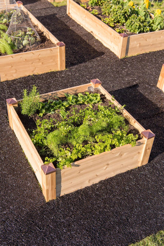  || https://assets.gardeners.com/transform/a6e97e38-6d2c-4e28-98dd-14c3d0fe0840/8600496_0559-tif