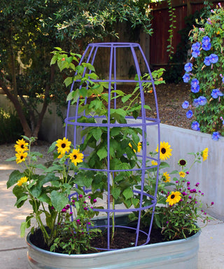  || https://assets.gardeners.com/transform/92cd39b7-c633-4a81-b826-f12ce7f65867/8600520_02V-tif