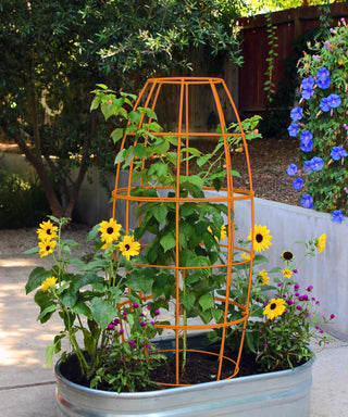  || https://assets.gardeners.com/transform/6083155b-3d0e-458e-89dc-b409a407cf0c/8600520_03V-tif