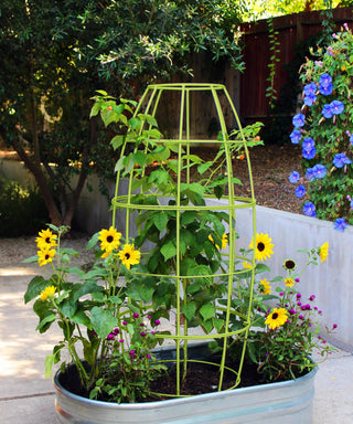  || https://assets.gardeners.com/transform/1a844856-73e4-4d74-a5b2-88e28c3a0f07/8600520_04V-tif