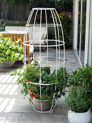  || https://assets.gardeners.com/transform/32af9ef9-9708-4451-97aa-f73ae50f84a6/8600520_05V-tif