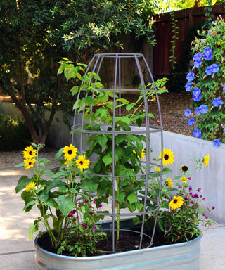  || https://assets.gardeners.com/transform/dc9be9d8-8b79-4ab8-b985-0c7dc53599c1/8600520_06V-jpg