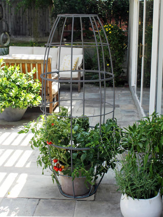  || https://assets.gardeners.com/transform/86a0ff98-0f6f-4249-b5a3-70671b8030af/8600520_07V-jpg