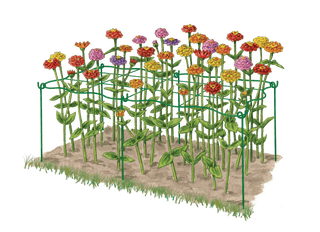  || https://assets.gardeners.com/transform/54b46e9b-354a-4c77-b860-459306f625de/8600620_0002_art-tif