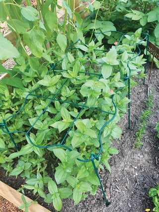  || https://assets.gardeners.com/transform/ce950cd9-bd12-4dc1-9c01-b55fd10fefc5/8600620_01CUST-tif