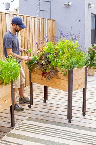  || https://assets.gardeners.com/transform/647a1497-7843-4782-bc96-0da279ffffe9/8608781_0198-tif