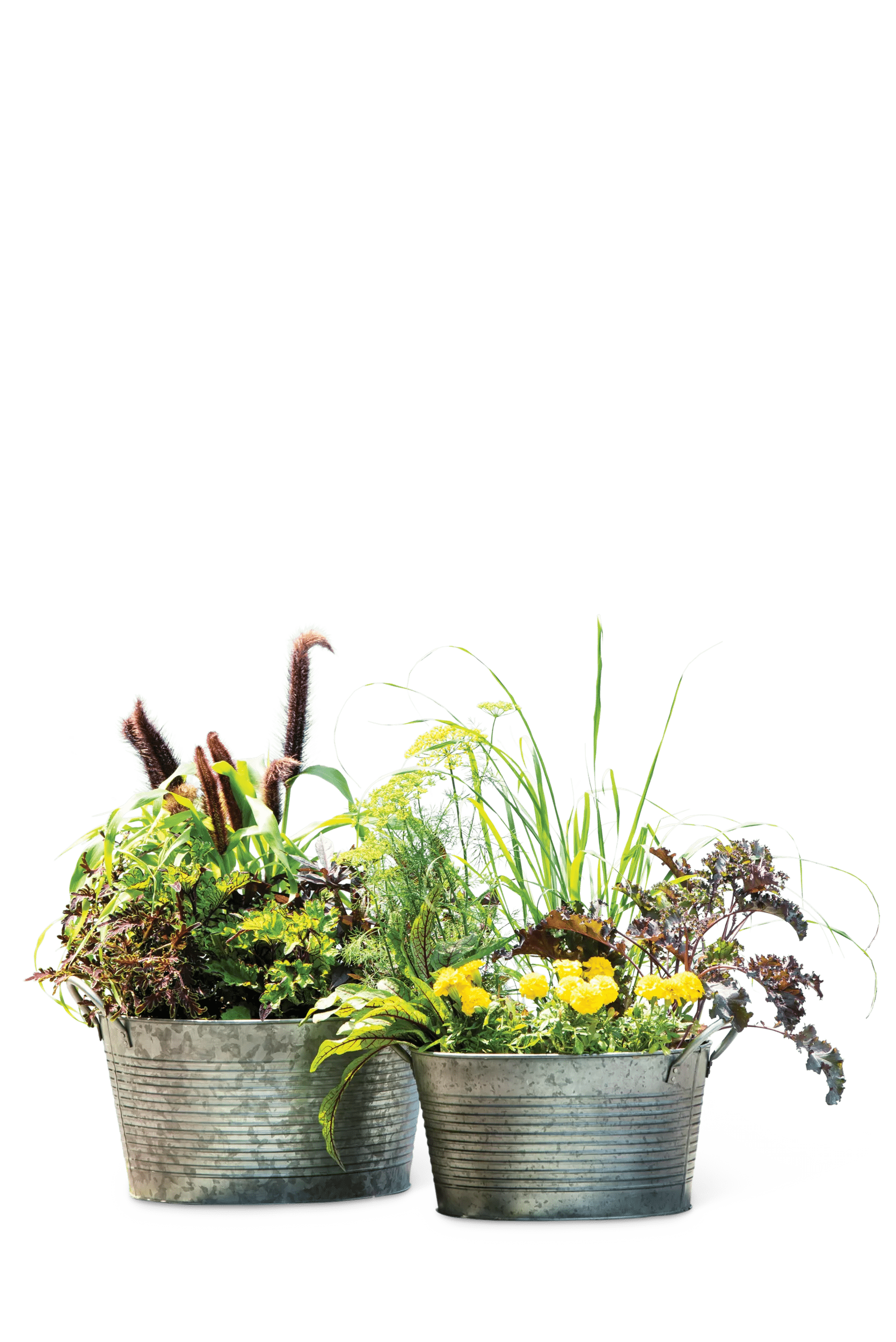wash pot planter Galvanized Wash Basin Planters Set of 2