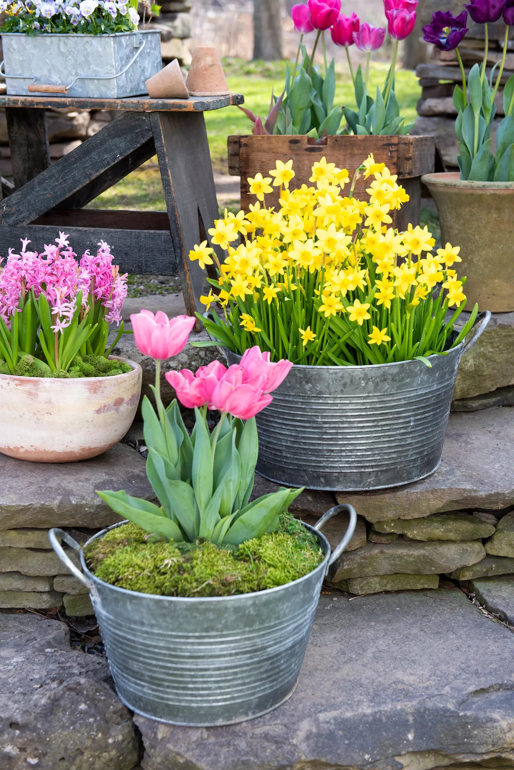 manhasset 2-piece iron pot planter set Galvanized Wash Basin Planters Set of 2
