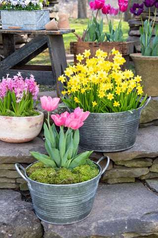  || https://assets.gardeners.com/transform/e4aa775f-7d8c-433e-bf8b-4b22956ccc22/8609082_007-tif