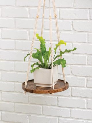  || https://assets.gardeners.com/transform/ce022e16-f3b2-40f9-8f46-e1578d4ad27a/8609184_1049-tif