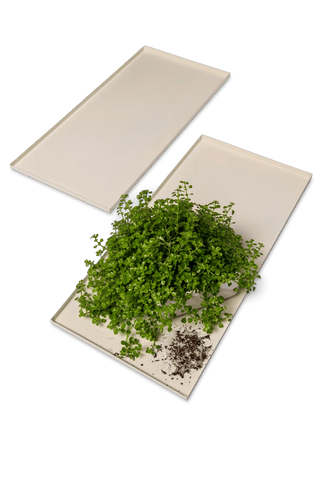  || https://assets.gardeners.com/transform/4a132a58-f047-436f-b1d6-20855123ab3f/8609187_7686-tif
