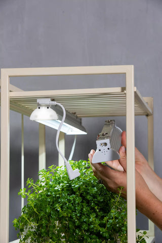  || https://assets.gardeners.com/transform/2a49da7d-07f9-40ef-8626-f1c1f79428ba/8609220_4130-tif