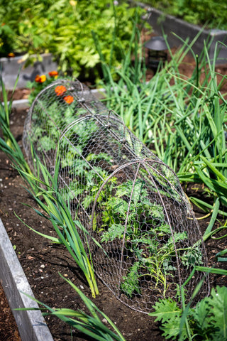  || https://assets.gardeners.com/transform/ec3ddfeb-ae8c-4cce-aaa6-df2993e745e3/8609412_1017