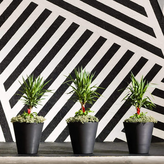  || https://assets.gardeners.com/transform/17f9b46e-0778-4751-a4e6-378c0e7a4e48/8609724_V3