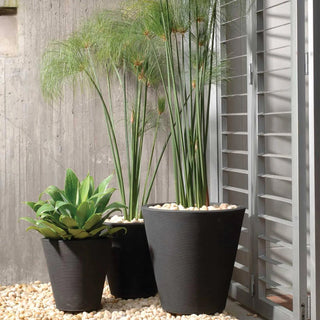  || https://assets.gardeners.com/transform/00ad7533-f8c1-4423-b264-365894560b7c/8609724_V4