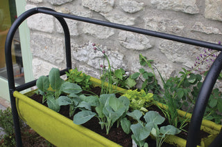  || https://assets.gardeners.com/transform/3ffc2e9a-b77f-4ac3-8e10-36966b6bded9/8609879_04V-tif