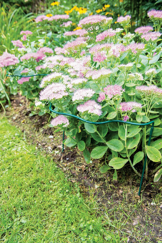  || https://assets.gardeners.com/transform/cb9948c6-4fb7-40bd-8369-84074a514381/8610155_8046-tif