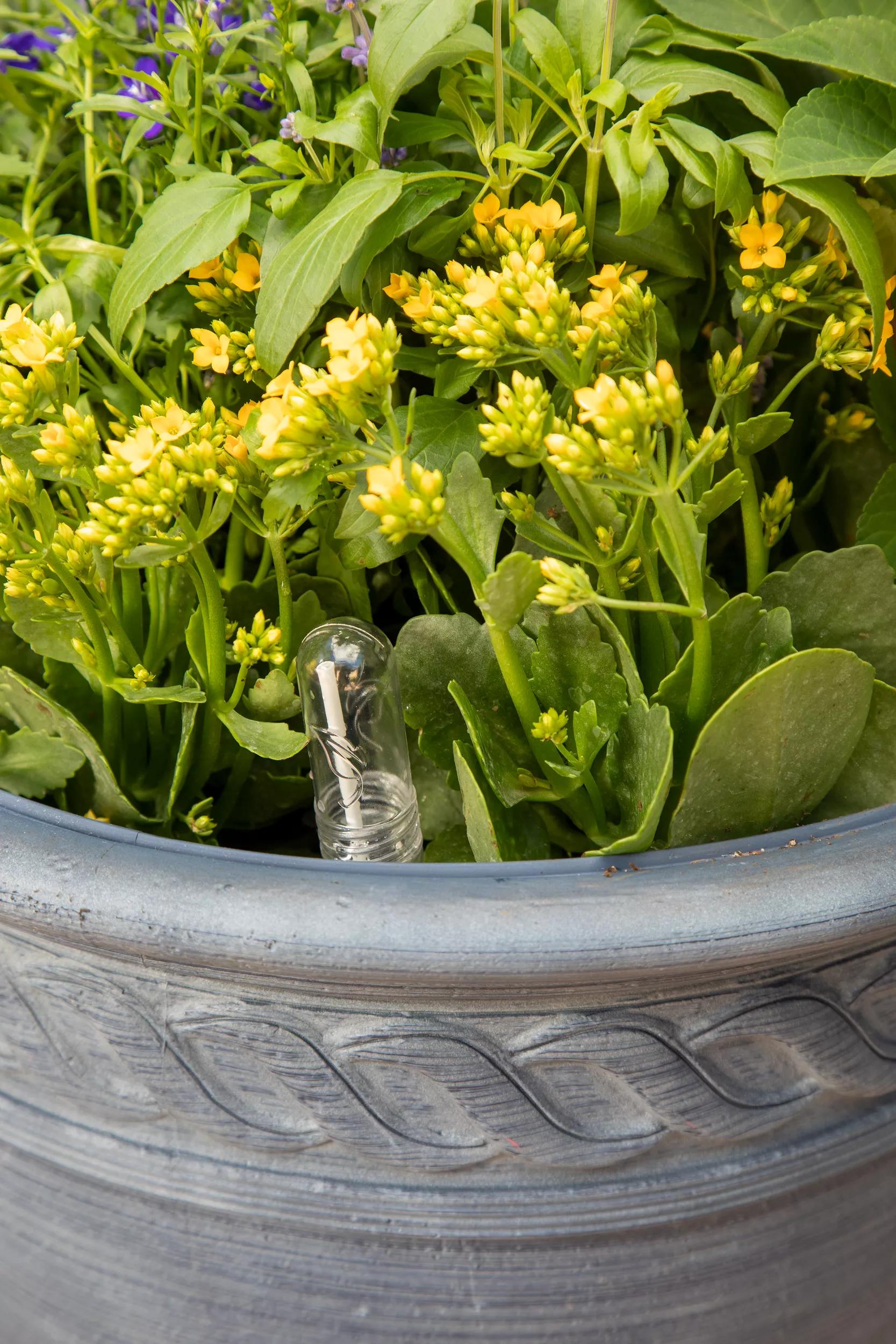 potted plant insert Adjustable Self-Watering Insert for Pots and Planters