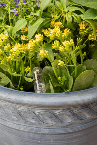  || https://assets.gardeners.com/transform/86810dc1-8f89-4319-94f3-beba050de33f/8610250_0010-tif