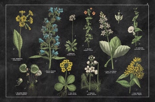  || https://assets.gardeners.com/transform/f4eb2933-5a6e-43e6-93f5-1061215b6bc8/8610624_04V-tif