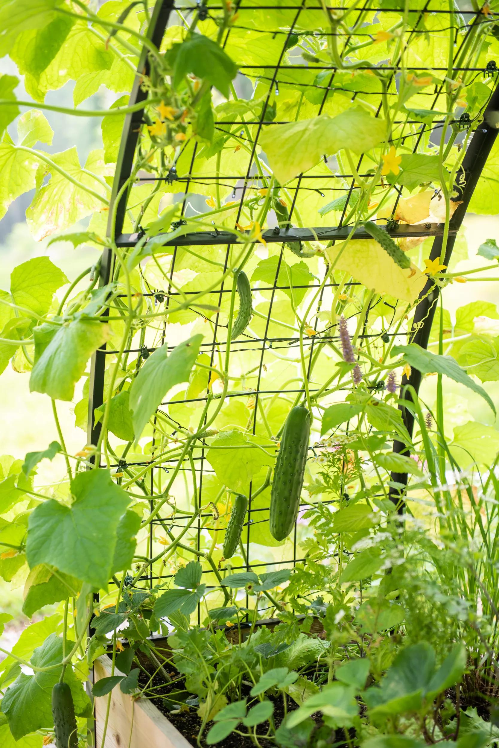 self-watering eco-stained elevated 2x8 planter box with arch trellis 2' x 8' Arch Trellis for Planter Boxes