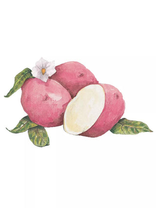  || https://assets.gardeners.com/transform/8ce1eb82-c840-4781-8c50-94adc45680b0/8610854_01V_3-4