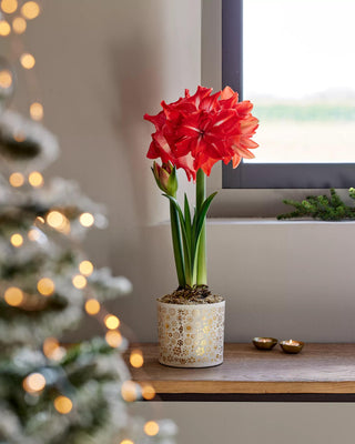 Double Circus Potted Red Amaryllis