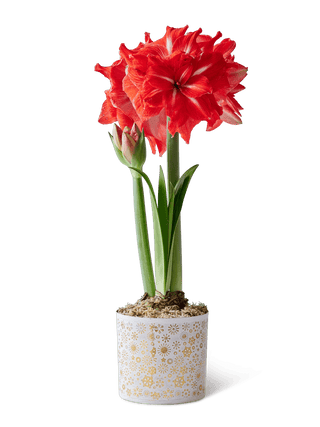 Double Circus Potted Red Amaryllis